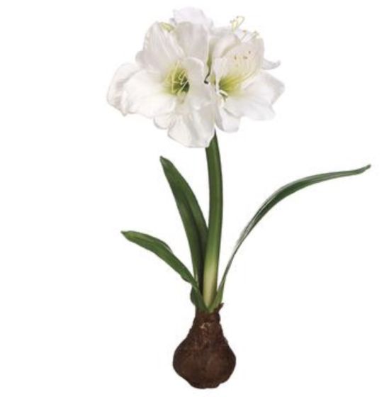 21" White Standing Amaryllis