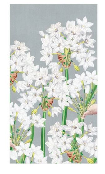 Paperwhites in Silver Guest