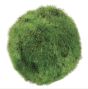 3" Green Moss Ball