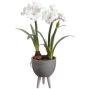 Amaryllis Bulb in White Planter