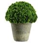 Preserved Moss in Clay Pot