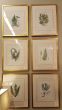 Pressed Fern Prints