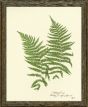 Pressed Fern VI