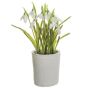 Snowdrop Flowers in Clay Pot