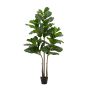 Fiddle Leaf Fig Tree in Pot