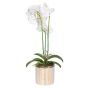 Potted Orchid in Striped Vase