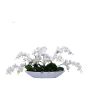 White Wild Mini Phal