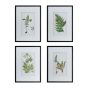 Framed Fern Prints