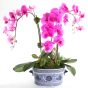 Orchid in Blue & White Pot