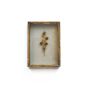 Gold Framed Bellflower