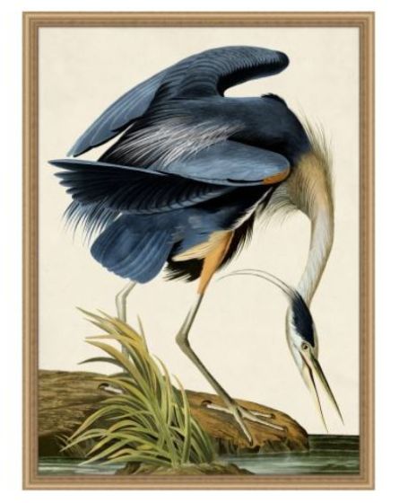 Oiseau 1