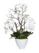 White Phal and Succulent in Pot