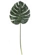 Split Leaf Philodendron