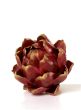Red Artichoke