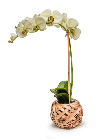Reed & Glass Pot Orchid