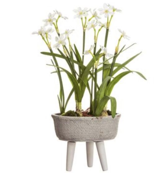 Paperwhite with Bulb in Planter