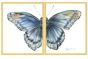 Butterfly Diptych 2