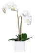 White Phal in Linen Cube