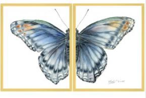 Butterfly Diptych 2
