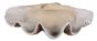 Natural Clam Shell Bowl