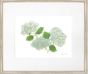 Hydrangea I 26x22