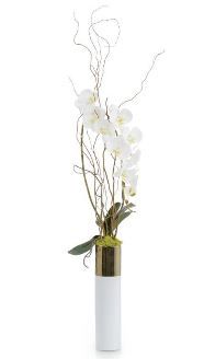 White Curly Phalaenopsis Orchid
