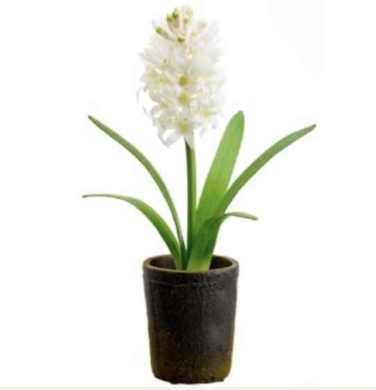 White Hyacinth in Pot