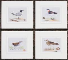 Shore Birds 2