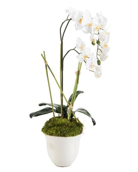 Tall Orchid in White Glazed Pot