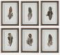 Framed Feathers