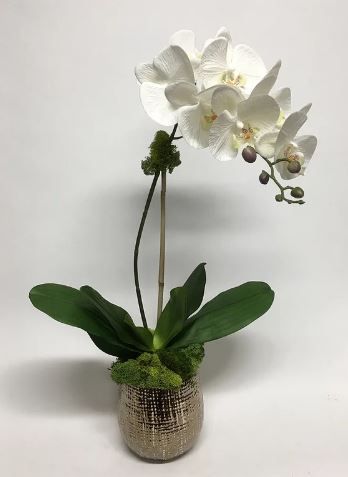 Orchid in Burlap Container