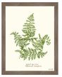 Pressed Fern XII