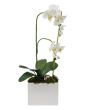 White Phalaenopsis Orchid Plant
