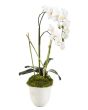 Tall Orchid in White Glazed Pot