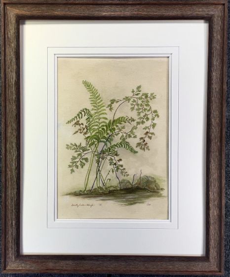 Matheson Fern II