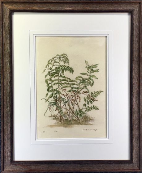 Matheson Fern IV