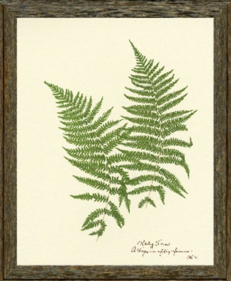 Pressed Fern VI