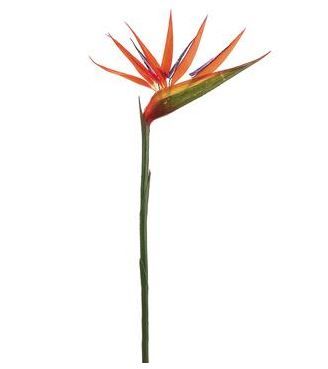 36" Orange Bird of Paradise