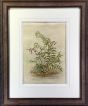 Matheson Fern I