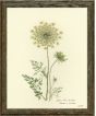 Pressed Fern VIII