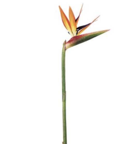 31" Bird of Paradise Spray