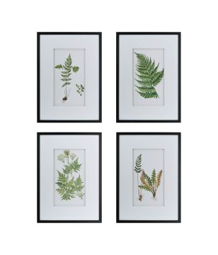 Framed Fern Prints