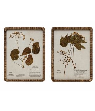 Rattan Framed Botanical Prints