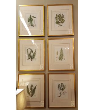 Pressed Fern Prints