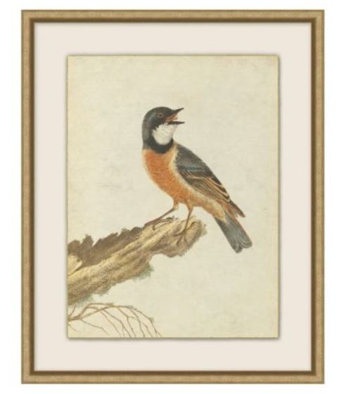 Birds of Autumn 3