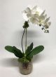 Orchid in Burlap Container