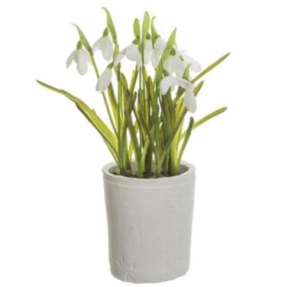 Snowdrop Flowers in Clay Pot