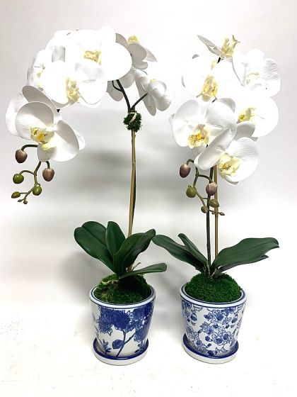 White Orchid Blue & White