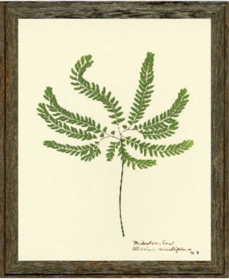 Pressed Fern III