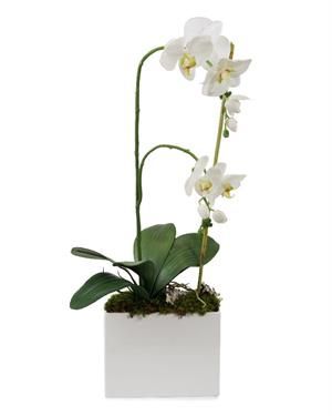 White Phalaenopsis Orchid Plant